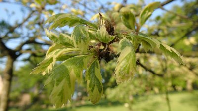 Quercus cerris 'Argenteovariegata' - dub cer